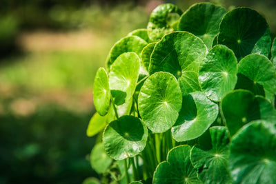 The Benefits of Gotu Kola for Your Skin and Your Mind